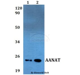 Anti-AANAT Antibody from Bioworld Technology (BS60541) - Antibodies.com