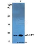 Anti-AANAT Antibody from Bioworld Technology (BS60541) - Antibodies.com