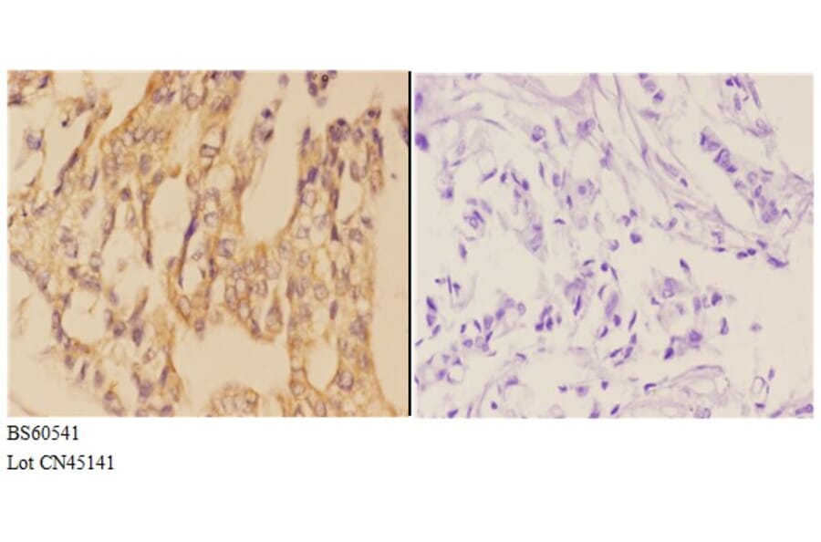 Anti-AANAT Antibody from Bioworld Technology (BS60541) - Antibodies.com