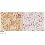 Anti-AANAT Antibody from Bioworld Technology (BS60541) - Antibodies.com