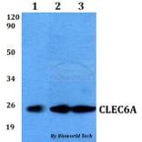 Anti-CLEC6A Antibody from Bioworld Technology (BS60545) - Antibodies.com