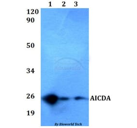 Anti-AICDA Antibody from Bioworld Technology (BS60546) - Antibodies.com