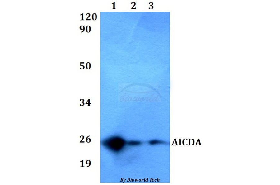 Anti-AICDA Antibody from Bioworld Technology (BS60546) - Antibodies.com