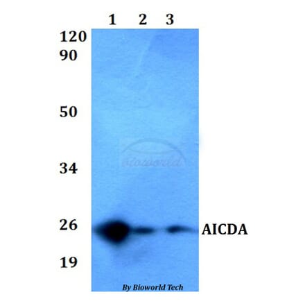 Anti-AICDA Antibody from Bioworld Technology (BS60546) - Antibodies.com
