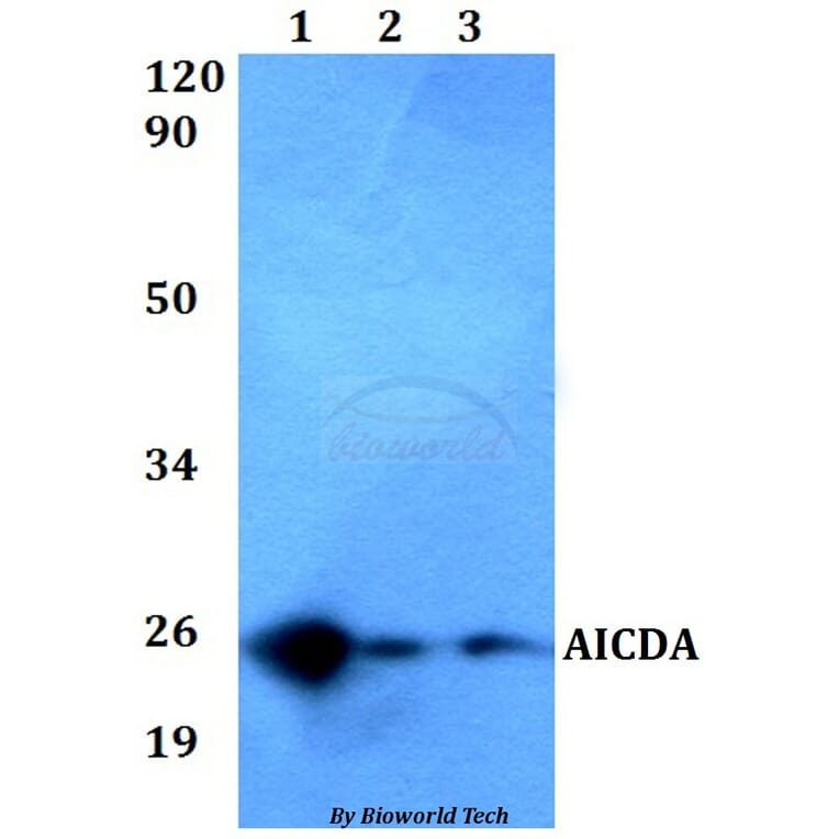 Anti-AICDA Antibody from Bioworld Technology (BS60546) - Antibodies.com