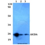 Anti-AICDA Antibody from Bioworld Technology (BS60546) - Antibodies.com