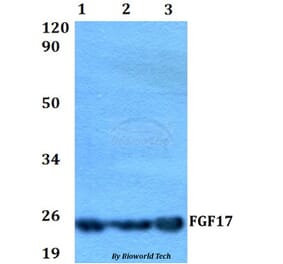 Anti-FGF17 Antibody from Bioworld Technology (BS60548) - Antibodies.com