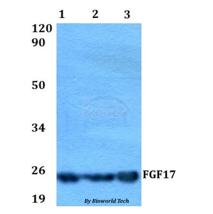 Anti-FGF17 Antibody from Bioworld Technology (BS60548) - Antibodies.com