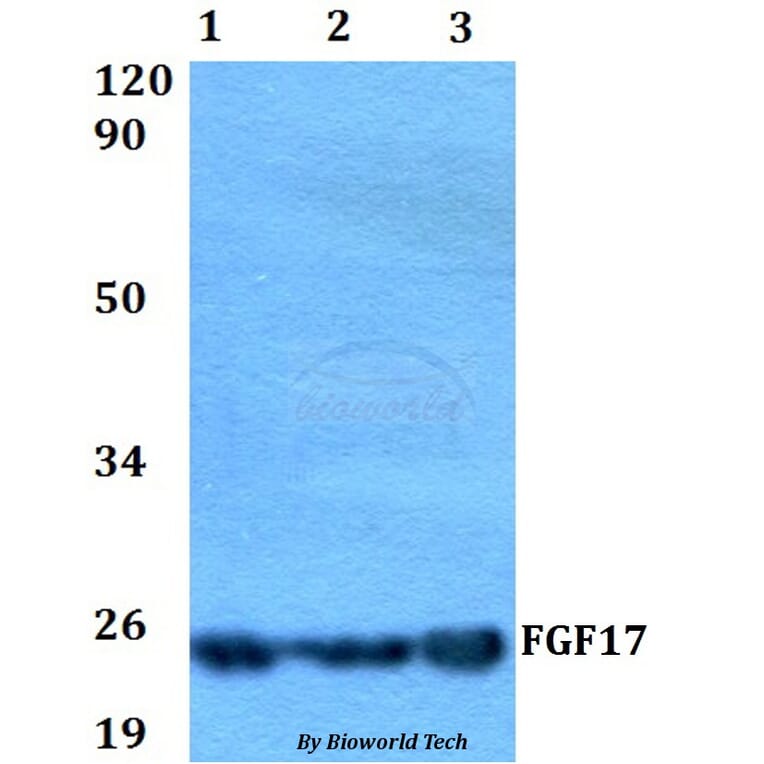 Anti-FGF17 Antibody from Bioworld Technology (BS60548) - Antibodies.com