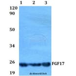 Anti-FGF17 Antibody from Bioworld Technology (BS60548) - Antibodies.com