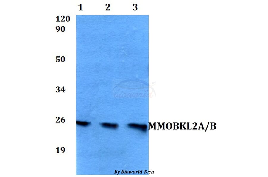 Anti-MMOBKL2A/B Antibody from Bioworld Technology (BS60549) - Antibodies.com