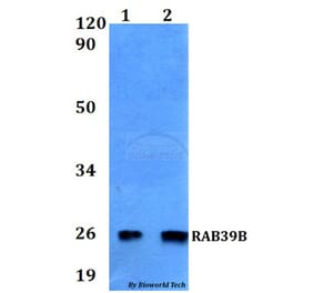 Anti-RAB39B Antibody from Bioworld Technology (BS60551) - Antibodies.com