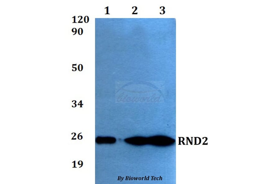 Anti-RND2 Antibody from Bioworld Technology (BS60552) - Antibodies.com