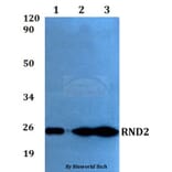 Anti-RND2 Antibody from Bioworld Technology (BS60552) - Antibodies.com