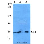 Anti-GH1 Antibody from Bioworld Technology (BS60553) - Antibodies.com