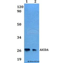 Anti-AICDA Antibody from Bioworld Technology (BS60554) - Antibodies.com