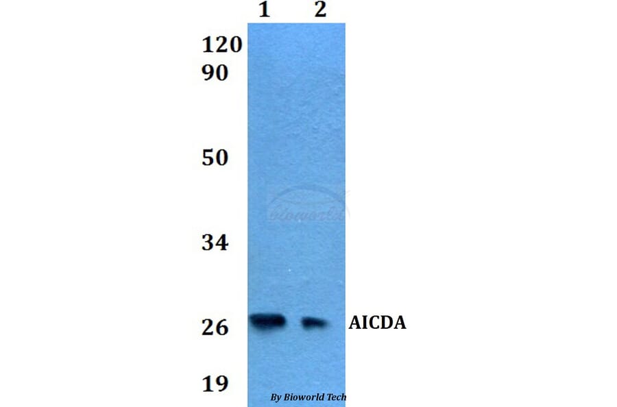 Anti-AICDA Antibody from Bioworld Technology (BS60554) - Antibodies.com
