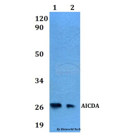 Anti-AICDA Antibody from Bioworld Technology (BS60554) - Antibodies.com