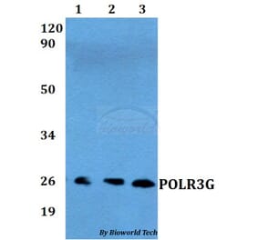 Anti-POLR3G Antibody from Bioworld Technology (BS60556) - Antibodies.com