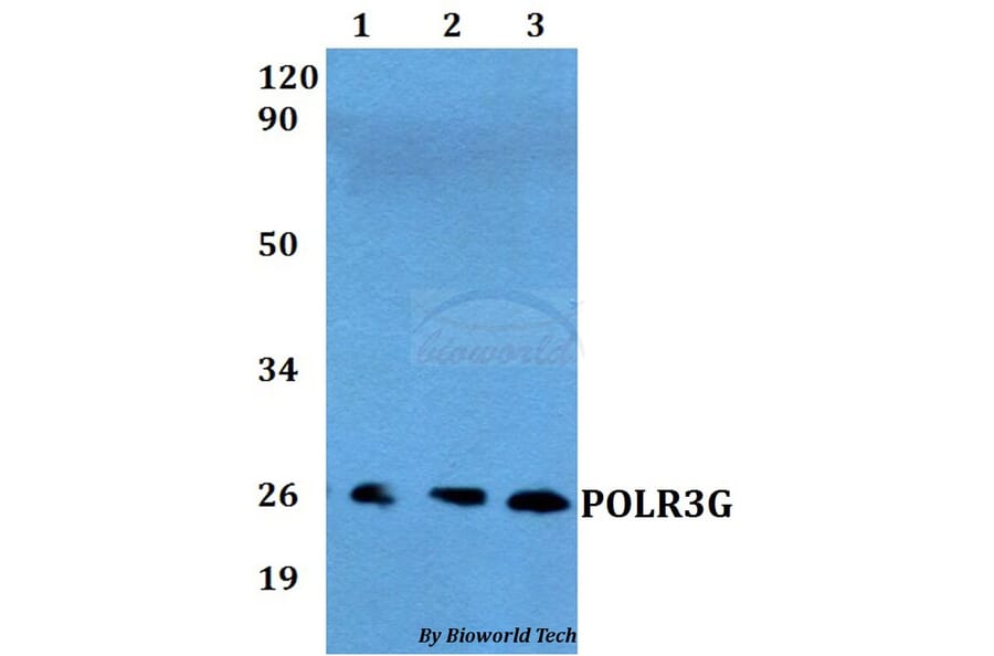 Anti-POLR3G Antibody from Bioworld Technology (BS60556) - Antibodies.com