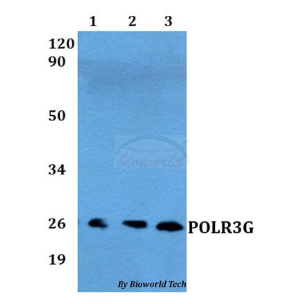 Anti-POLR3G Antibody from Bioworld Technology (BS60556) - Antibodies.com