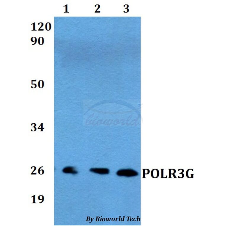 Anti-POLR3G Antibody from Bioworld Technology (BS60556) - Antibodies.com