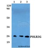 Anti-POLR3G Antibody from Bioworld Technology (BS60556) - Antibodies.com