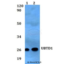 Anti-UBTD1 Antibody from Bioworld Technology (BS60559) - Antibodies.com