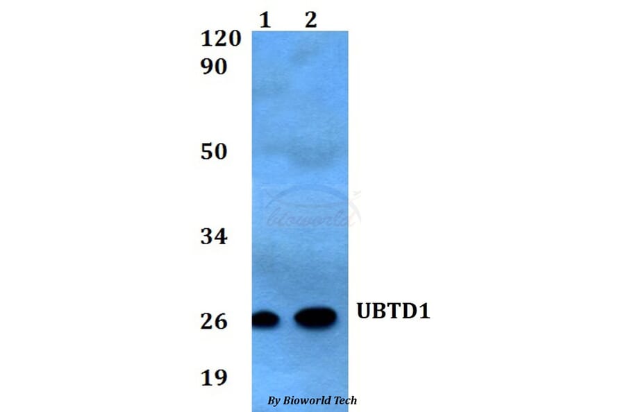 Anti-UBTD1 Antibody from Bioworld Technology (BS60559) - Antibodies.com