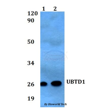 Anti-UBTD1 Antibody from Bioworld Technology (BS60559) - Antibodies.com