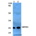 Anti-UBTD1 Antibody from Bioworld Technology (BS60559) - Antibodies.com
