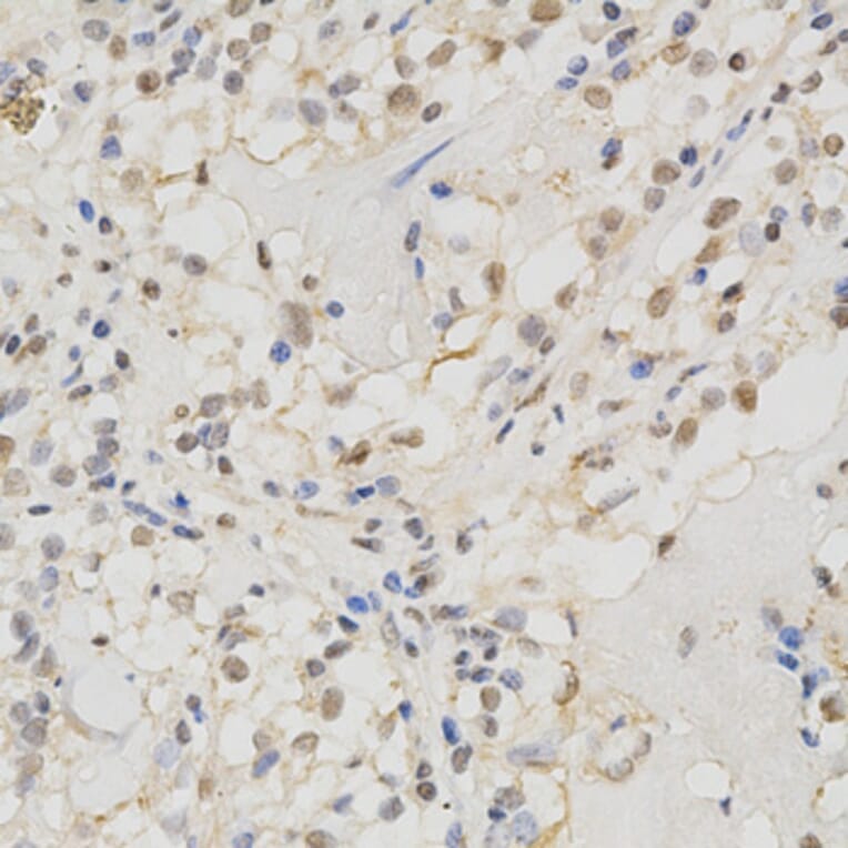 Anti-MSH2 Antibody from Bioworld Technology (BS6056) - Antibodies.com