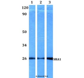 Anti-SRA1 Antibody from Bioworld Technology (BS60560) - Antibodies.com