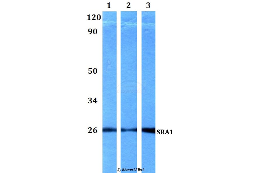 Anti-SRA1 Antibody from Bioworld Technology (BS60560) - Antibodies.com