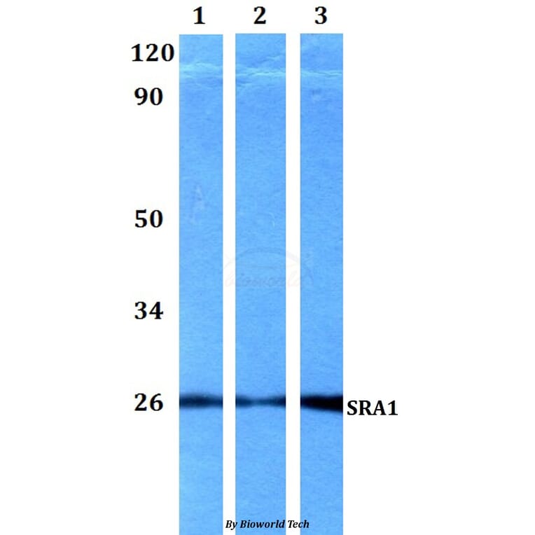 Anti-SRA1 Antibody from Bioworld Technology (BS60560) - Antibodies.com