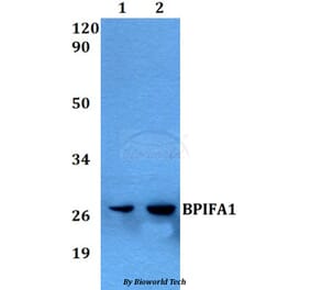 Anti-BPIFA1 Antibody from Bioworld Technology (BS60562) - Antibodies.com