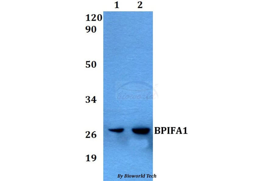 Anti-BPIFA1 Antibody from Bioworld Technology (BS60562) - Antibodies.com