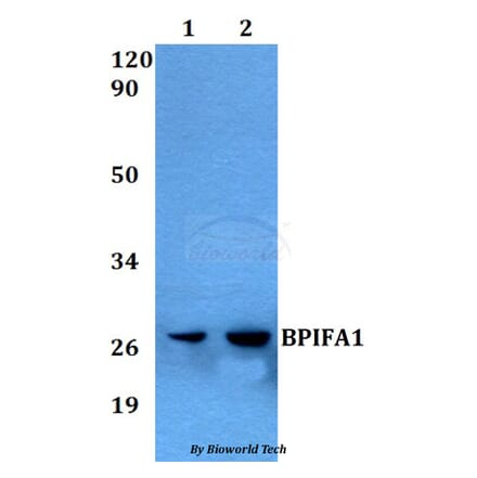 Anti-BPIFA1 Antibody from Bioworld Technology (BS60562) - Antibodies.com