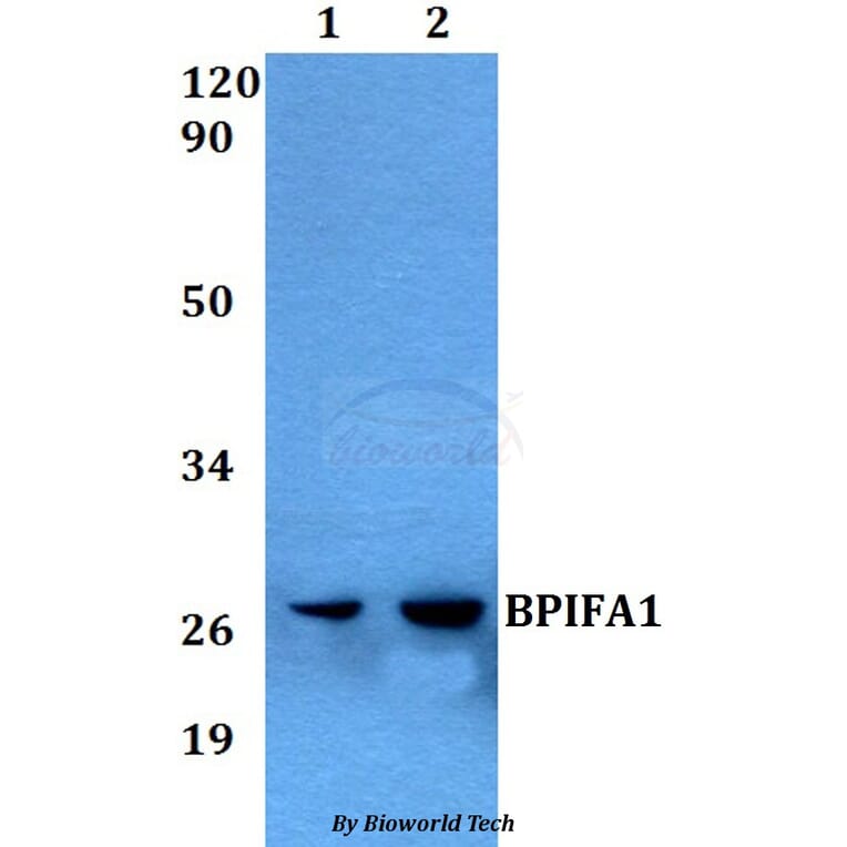 Anti-BPIFA1 Antibody from Bioworld Technology (BS60562) - Antibodies.com