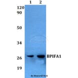 Anti-BPIFA1 Antibody from Bioworld Technology (BS60562) - Antibodies.com