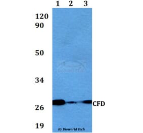 Anti-CFD Antibody from Bioworld Technology (BS60563) - Antibodies.com