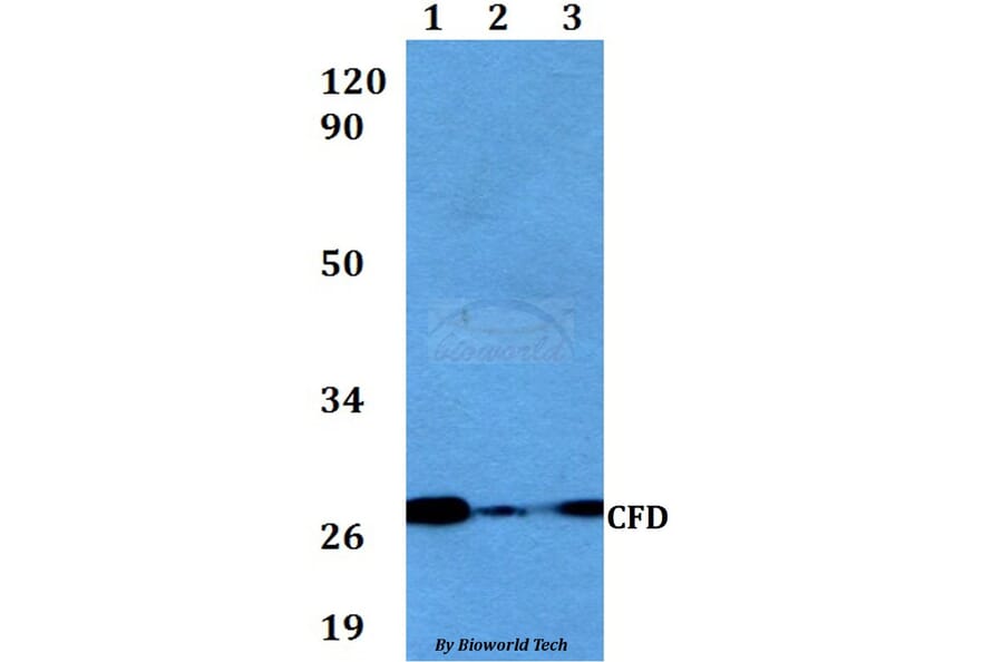 Anti-CFD Antibody from Bioworld Technology (BS60563) - Antibodies.com