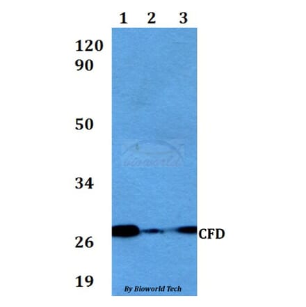 Anti-CFD Antibody from Bioworld Technology (BS60563) - Antibodies.com
