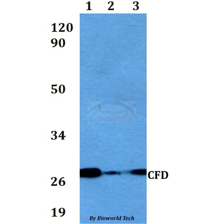 Anti-CFD Antibody from Bioworld Technology (BS60563) - Antibodies.com