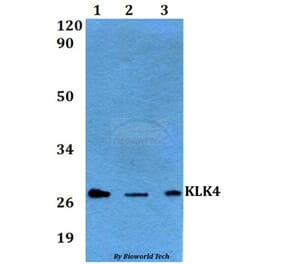 Anti-KLK4 Antibody from Bioworld Technology (BS60564) - Antibodies.com