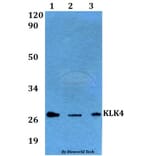 Anti-KLK4 Antibody from Bioworld Technology (BS60564) - Antibodies.com