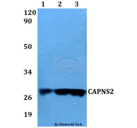Anti-CAPNS2 Antibody from Bioworld Technology (BS60567) - Antibodies.com