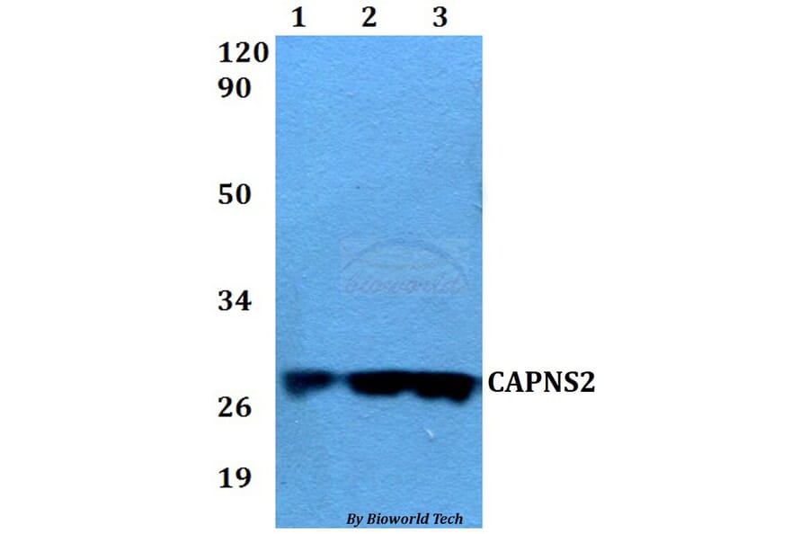 Anti-CAPNS2 Antibody from Bioworld Technology (BS60567) - Antibodies.com