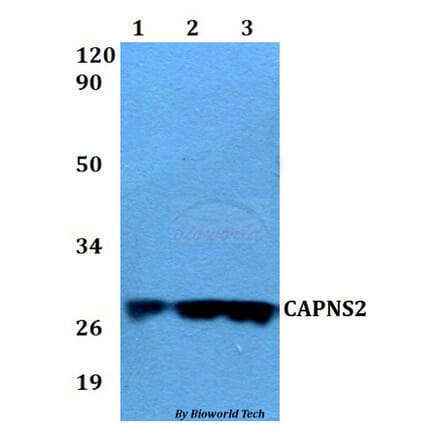 Anti-CAPNS2 Antibody from Bioworld Technology (BS60567) - Antibodies.com