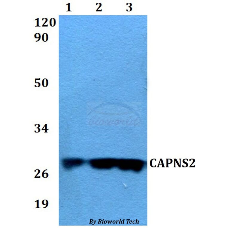Anti-CAPNS2 Antibody from Bioworld Technology (BS60567) - Antibodies.com